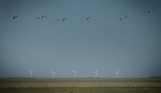 Ringelgaense-im-Flug Ringelgänse und Windmühlen