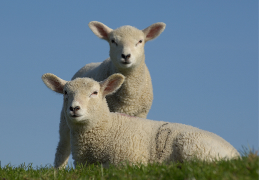 Schafe auf Eiderstedt