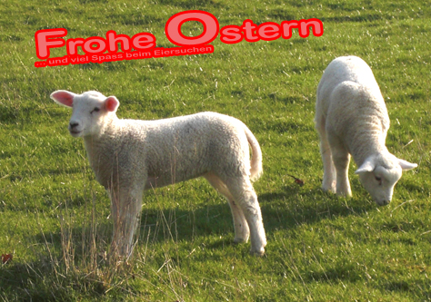 Osterlämmer Husum