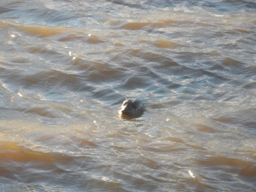 Nordsee Seehund