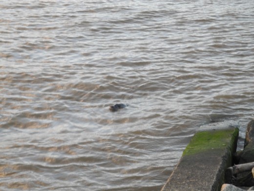 Nordsee Seehund
