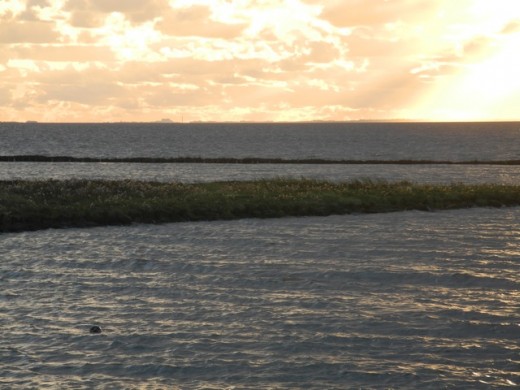 Seehund Nordsee