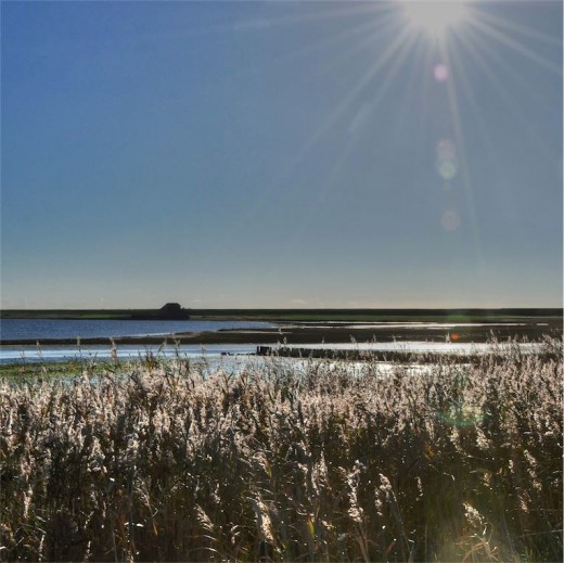 beltringharder koog Nordfriesland