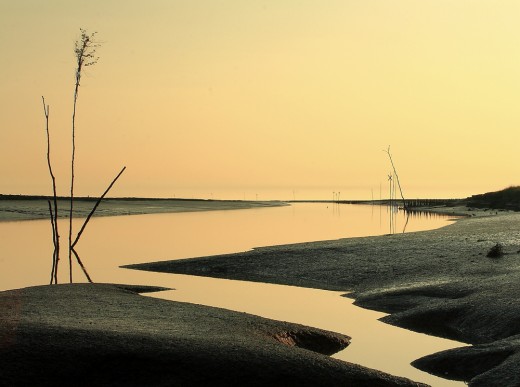 nationalpark-wattenmeer-Nordfriesisches Wattenmeer im Sönke Nissen Koog