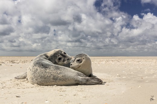 "Norderoogsand Seehunde"