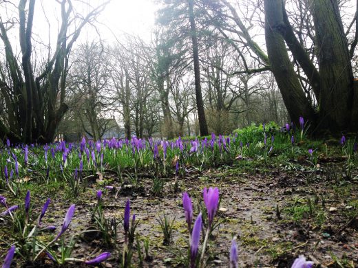 Krokussblüte 2020 im Husumer Schlossgarten
